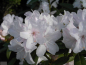 Preview: Rhododendron carolinianum Schneekoppe2